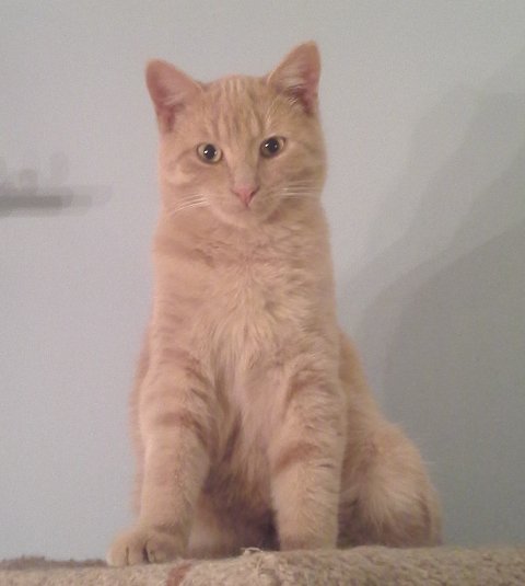 buff orange cat